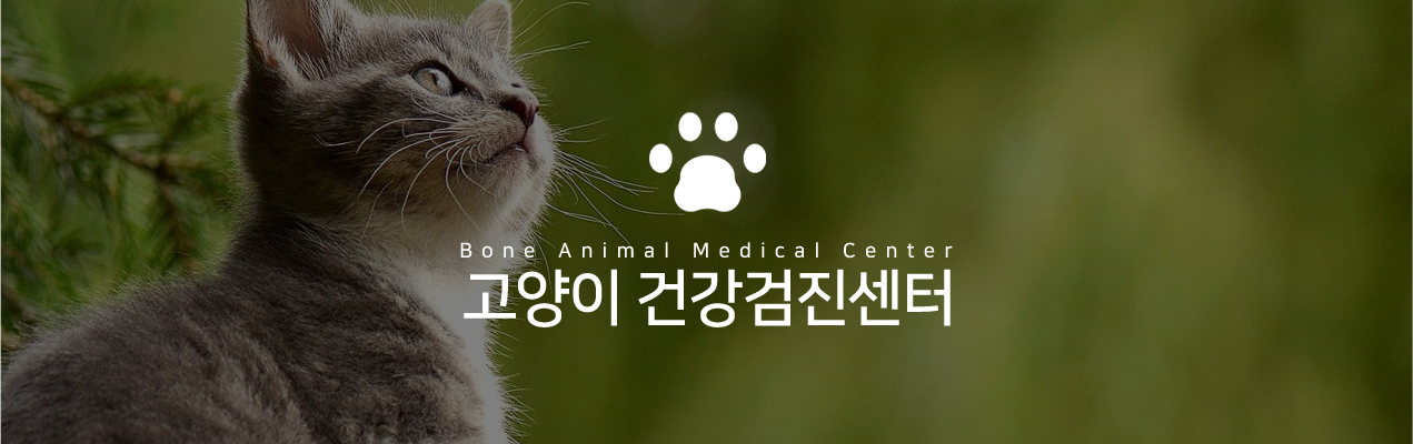 건강검진센터 고양이건강검진